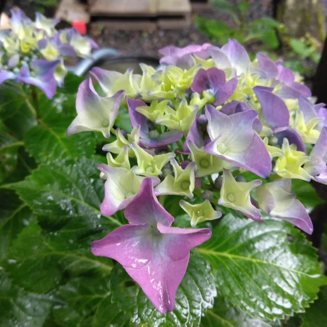 紫陽花
