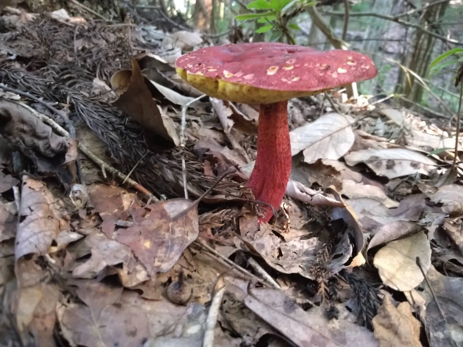 キノコ 秋