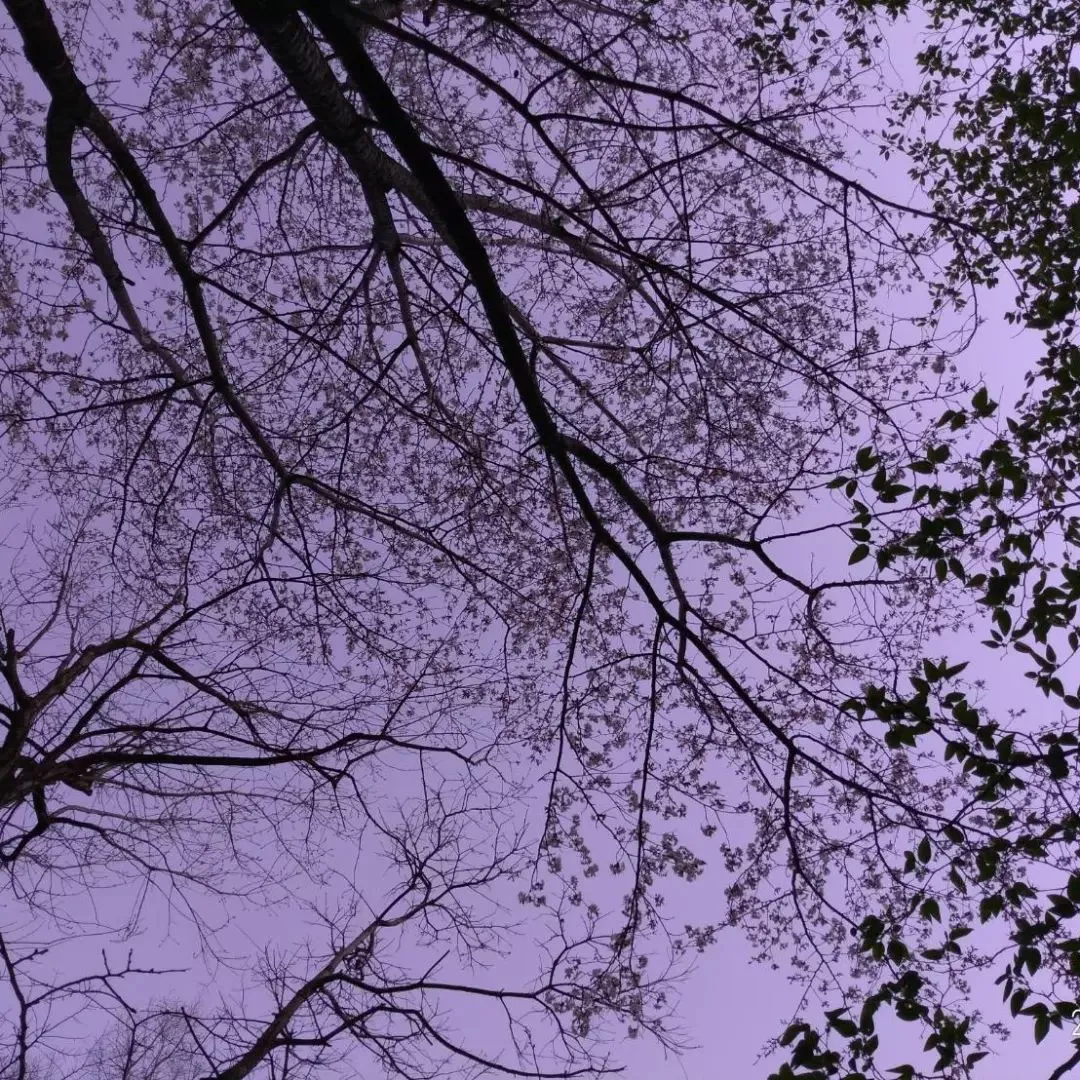山桜