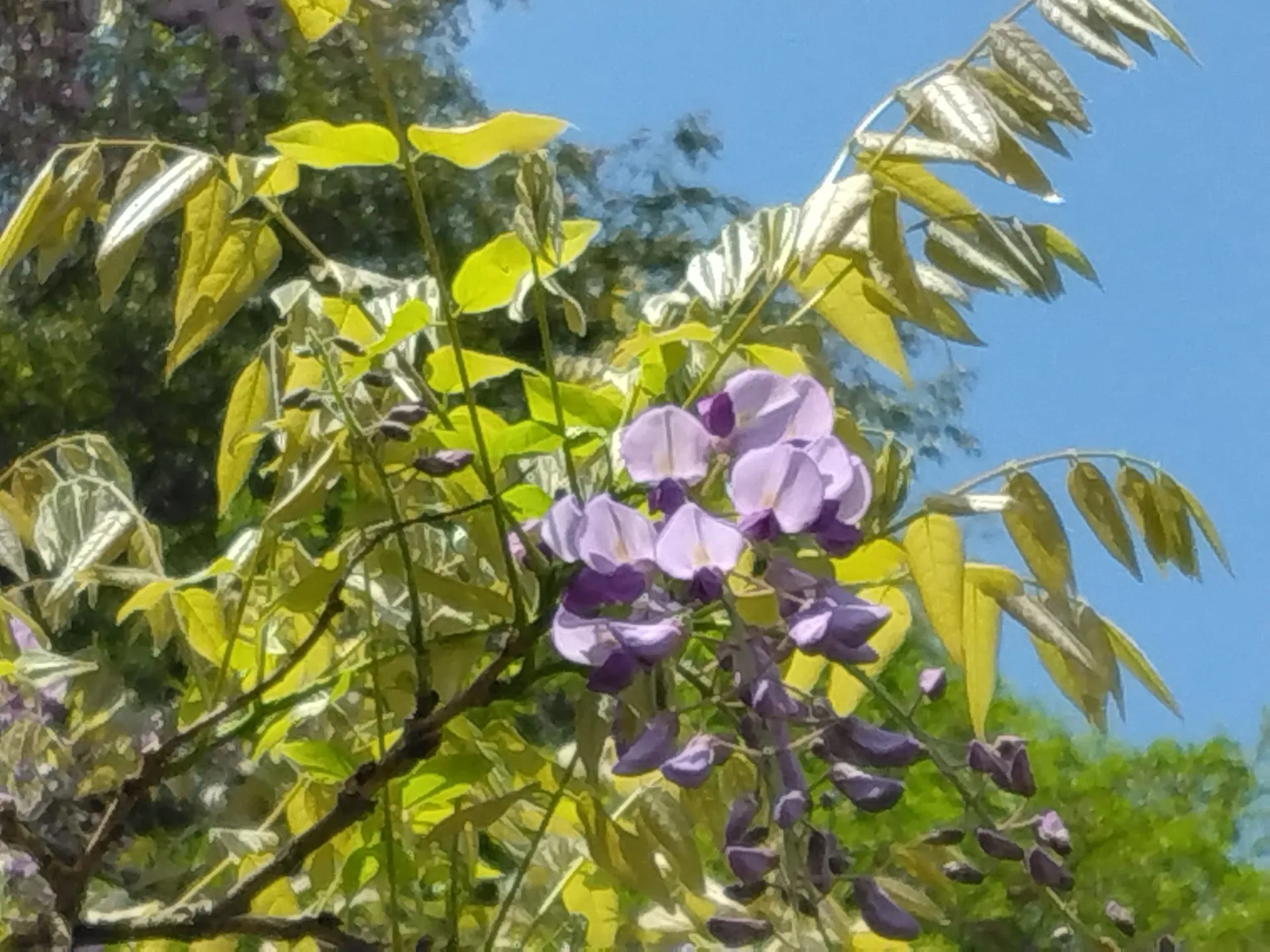 藤の花 初夏
