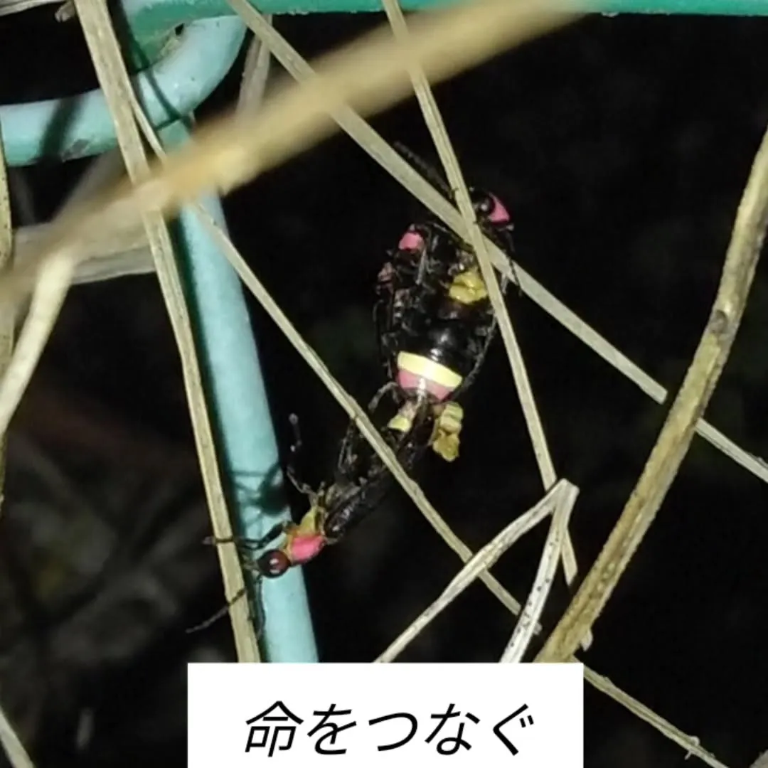 6月の